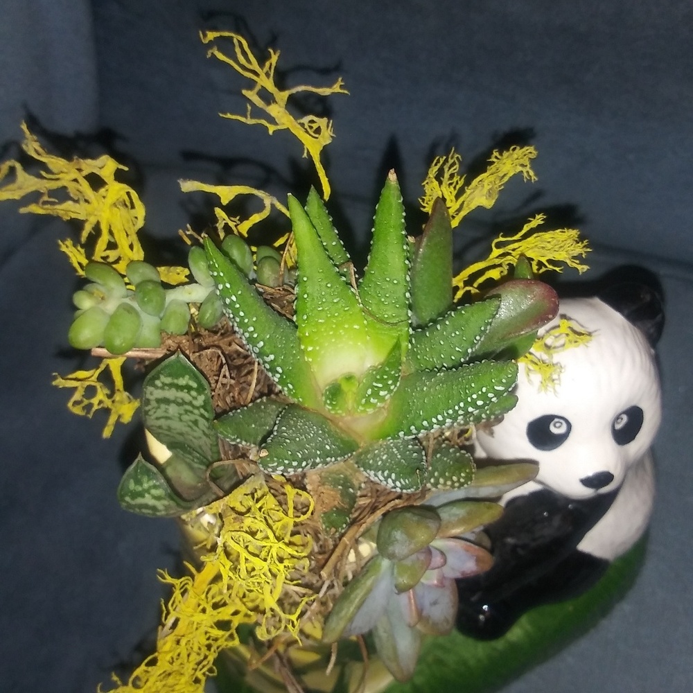 Vintage panda vase succulent arrangement